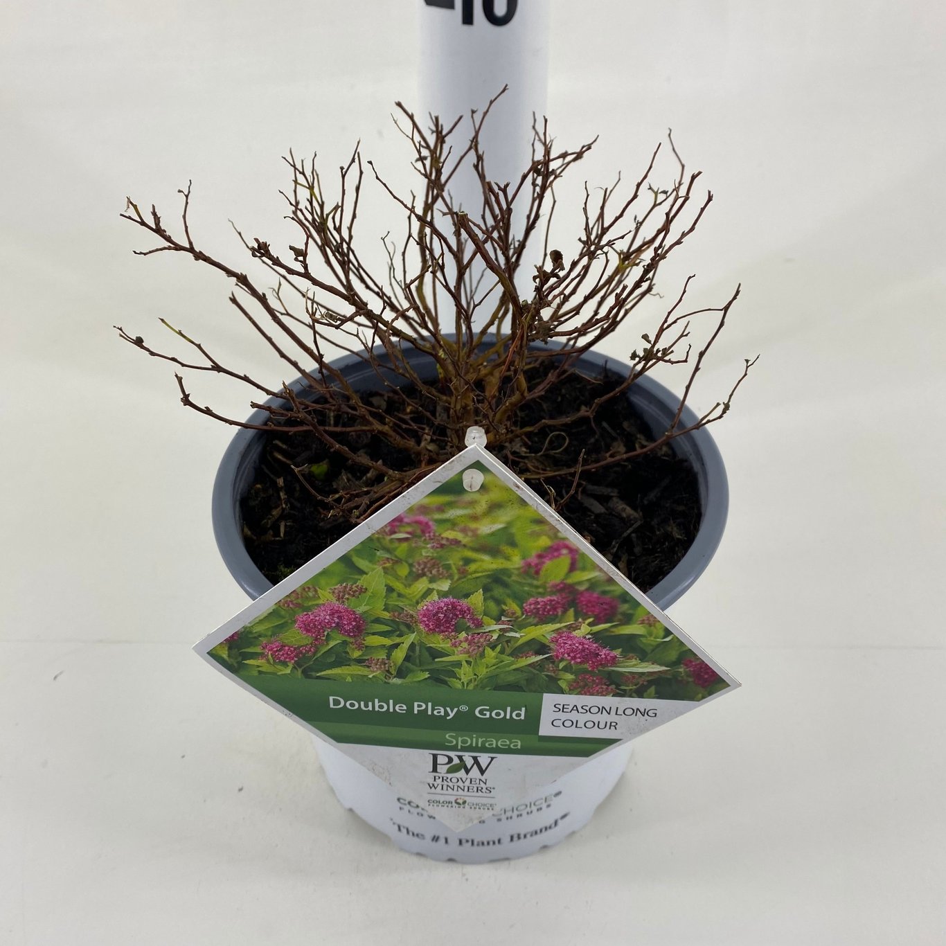 Spiraea japonica DOUBLE PLAY 'Gold'® - C3 20-30 CM